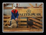 Shearing1