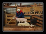 Shearing3