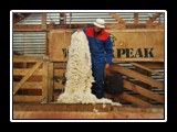 Shearing4