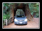 Big Redwood Drive-thru