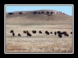 Wyoming Buffalo