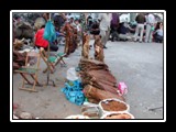 Tobacco for Sale