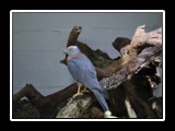 Bird of Prey