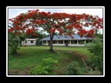 Fiji Christmas Tree