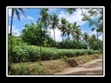 Taro Crop