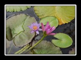 Water Lilies
