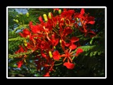 Flamboyant Tree