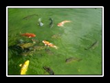 Koi