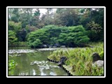 Lily Pond