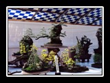 Real Bonsai
