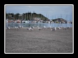 Birds_at_Marina