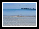 Happy_Gulls