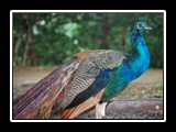 Pretty_Bird