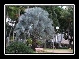 Silver_Tree