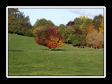 Fall Color