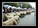 Great Sheep Muster