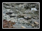 Sunning Seals