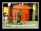 Feeding the Pigeons