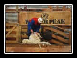 Shearing2