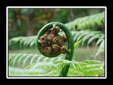 Fern Frond
