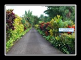 The driveway to Villa Vailima, home of Robert Louis Stevenson.
