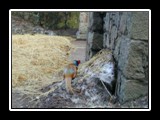 Wild Ringneck Pheasant