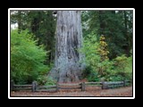 Big Tree