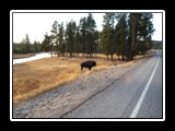Yellowstone Buffalo
